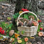 Кемеровские эксперты рассказали, где нельзя собирать грибы и ягоды