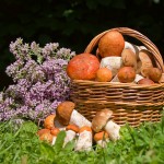 Кемеровские эксперты рассказали, где нельзя собирать грибы и ягоды