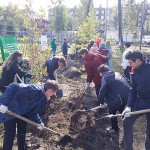 Единый день посадки деревьев в Новокузнецке