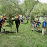 В Новокузнецке стартовал осенний месячник посадки деревьев